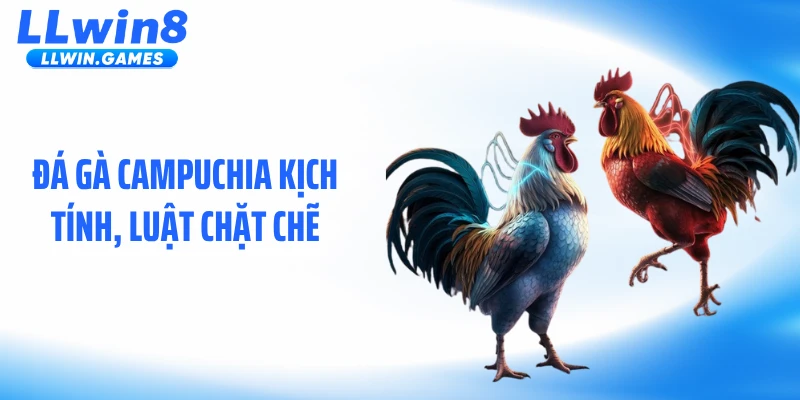 Đá Gà Campuchia Gây Sốt Với Nhịp Độ Trận Đấu Kịch Tính Đá gà Campuchia kịch tính, luật chặt chẽ